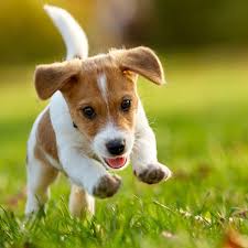 Hunde