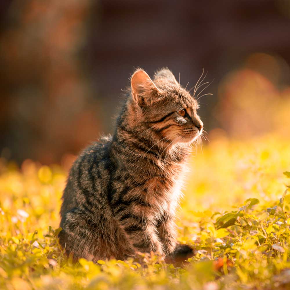 Katzen
